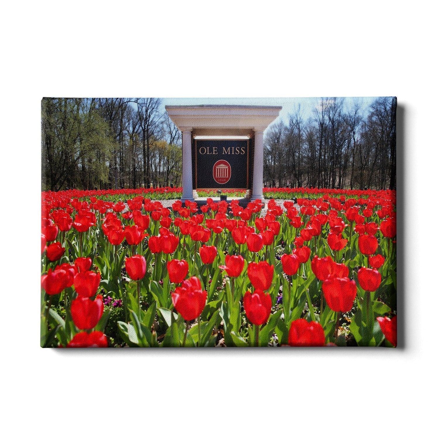 Ole Miss Rebels - Spring Flowers - College Wall Art #Canvas