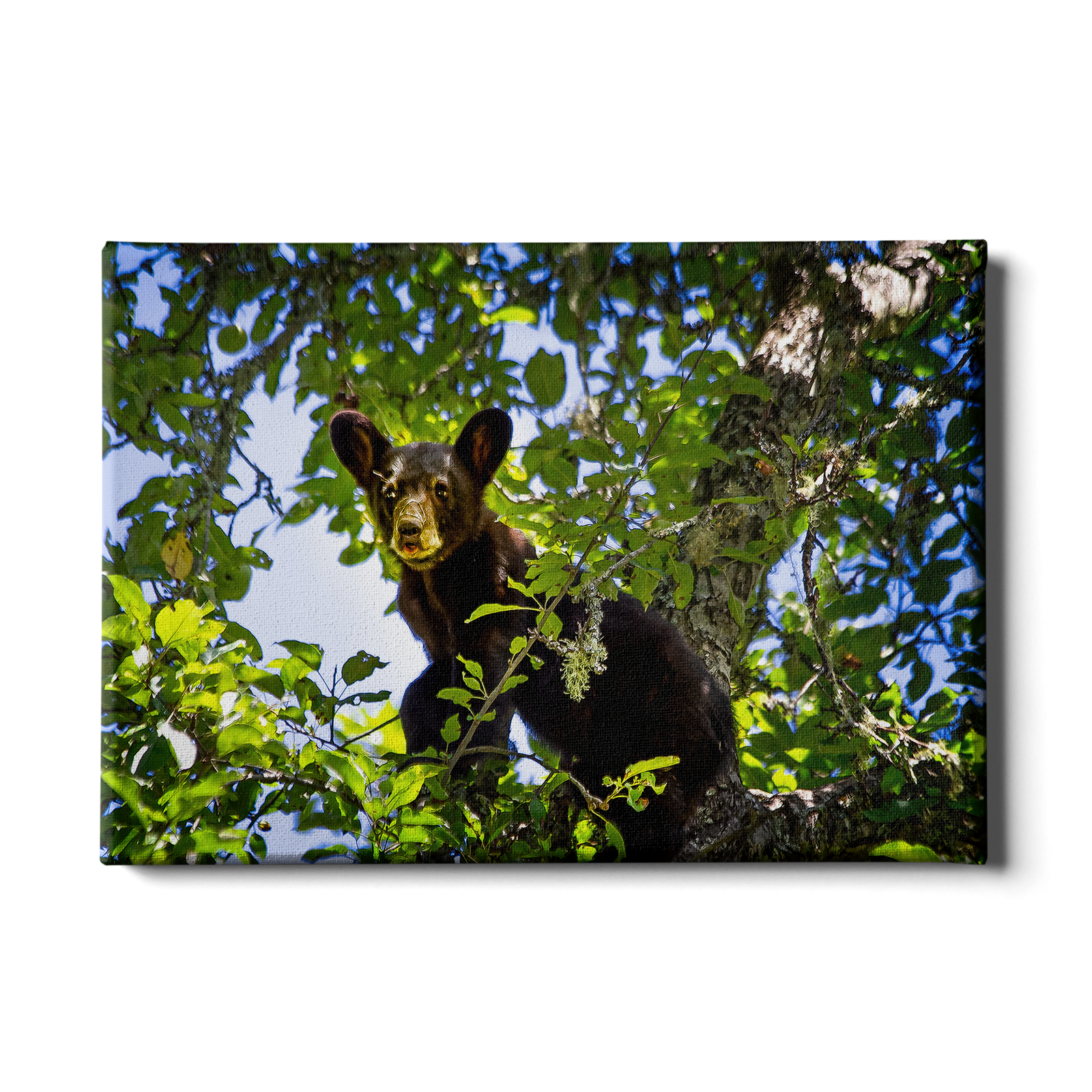 On the Lookout - College Wall Art