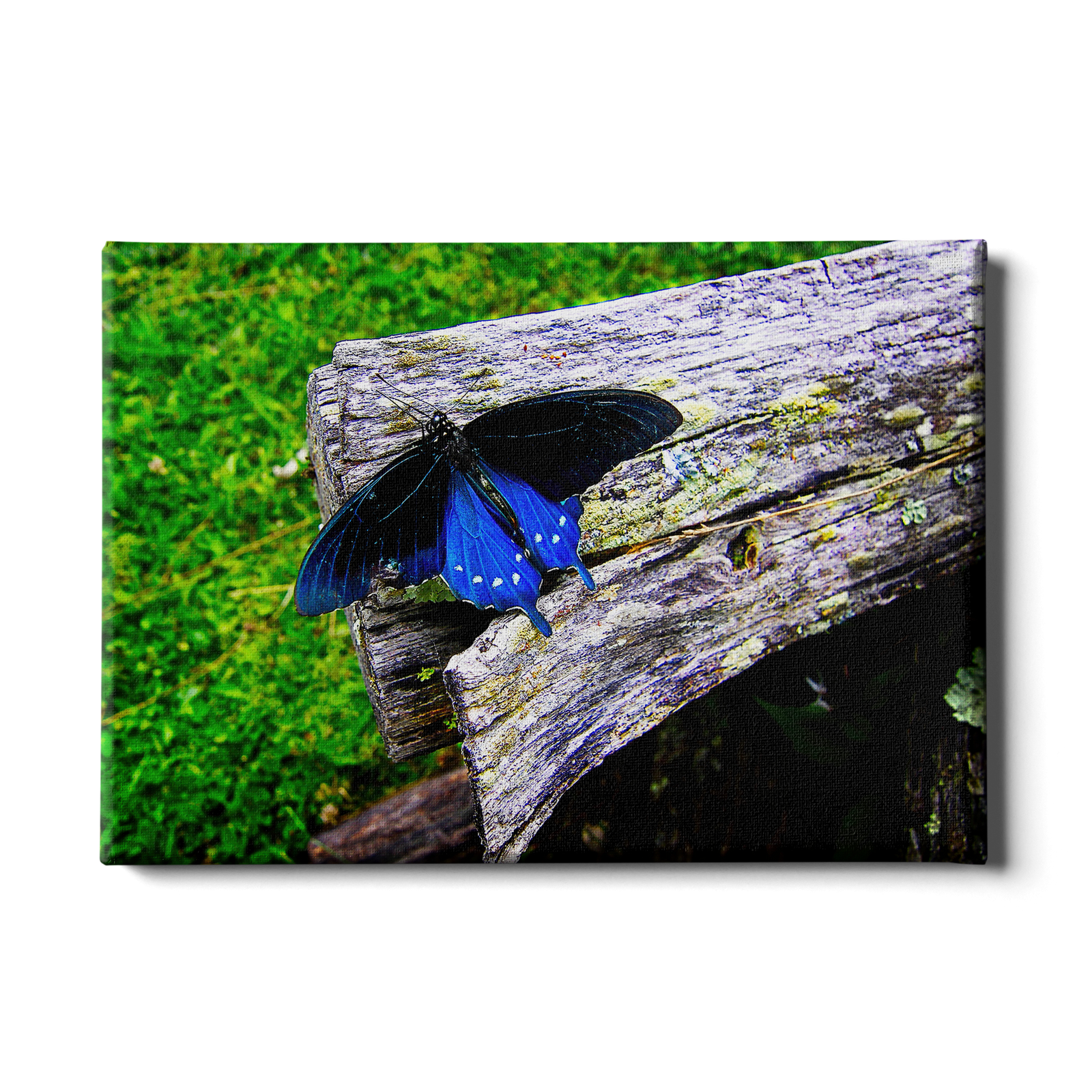 Last Flight - College Wall Art