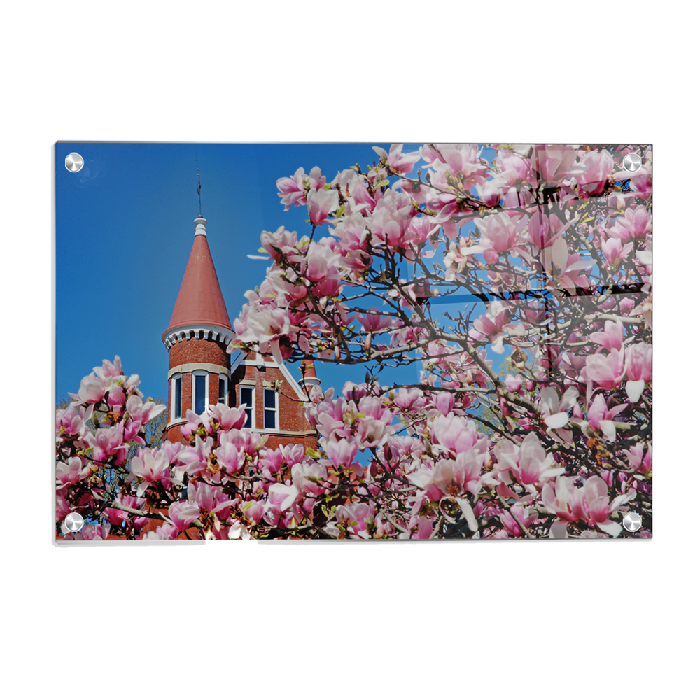 Ole Miss Rebels - Cherry Blossom Ventress - College Wall Art #Canvas