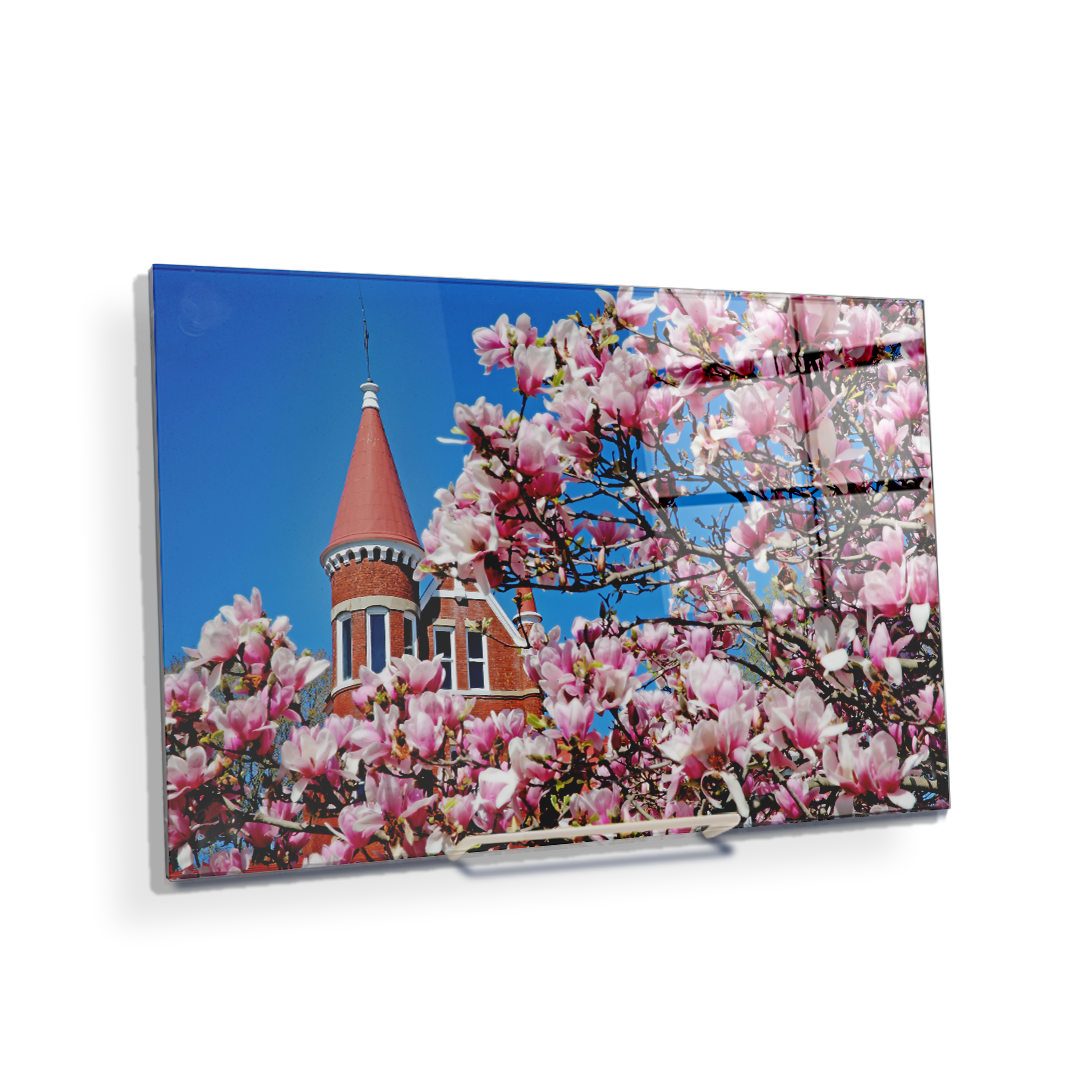 Ole Miss Rebels - Cherry Blossom Ventress - College Wall Art #Canvas