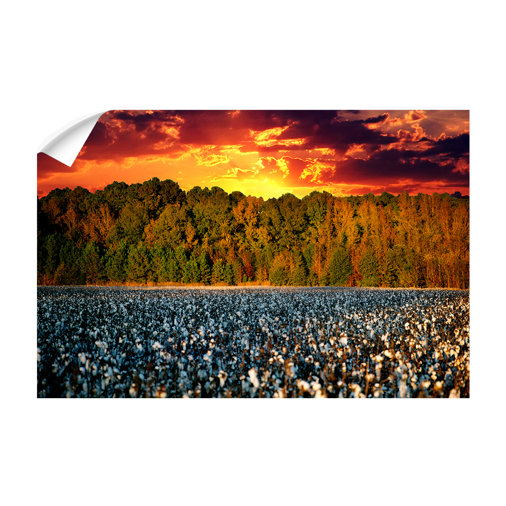 Ole Miss Rebels - Mississippi Cotton - College Wall Art #Canvas