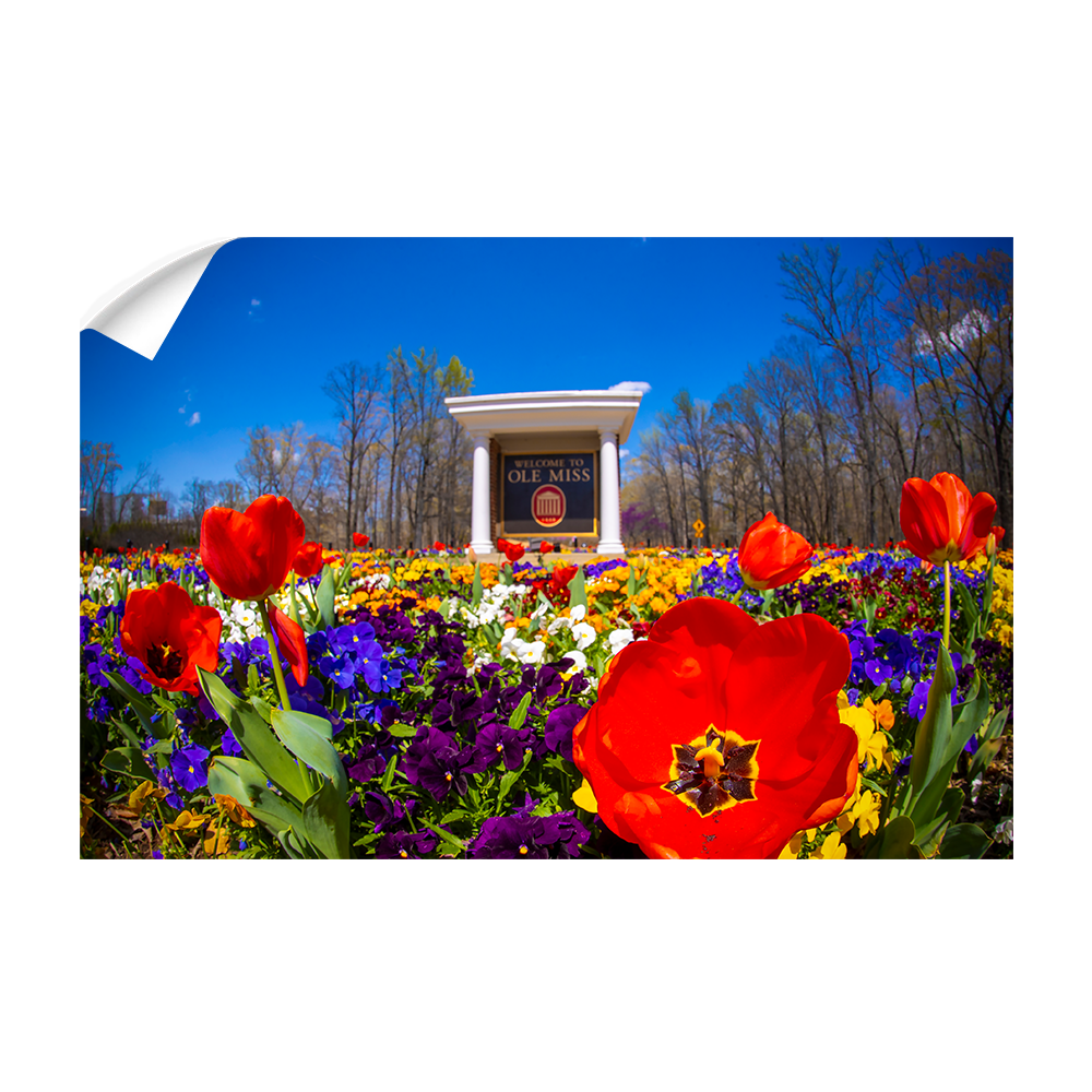 Ole Miss Rebels - 2021 Tulip Circle - College Wall Art #Canvas