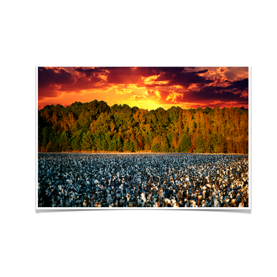 Cotton Field -College Wall Art #Poster