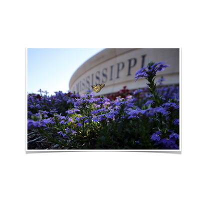 Ole Miss Rebels - Mississippi Butterfly - College Wall Art #Poster